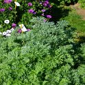Artemisia absinthium (3)